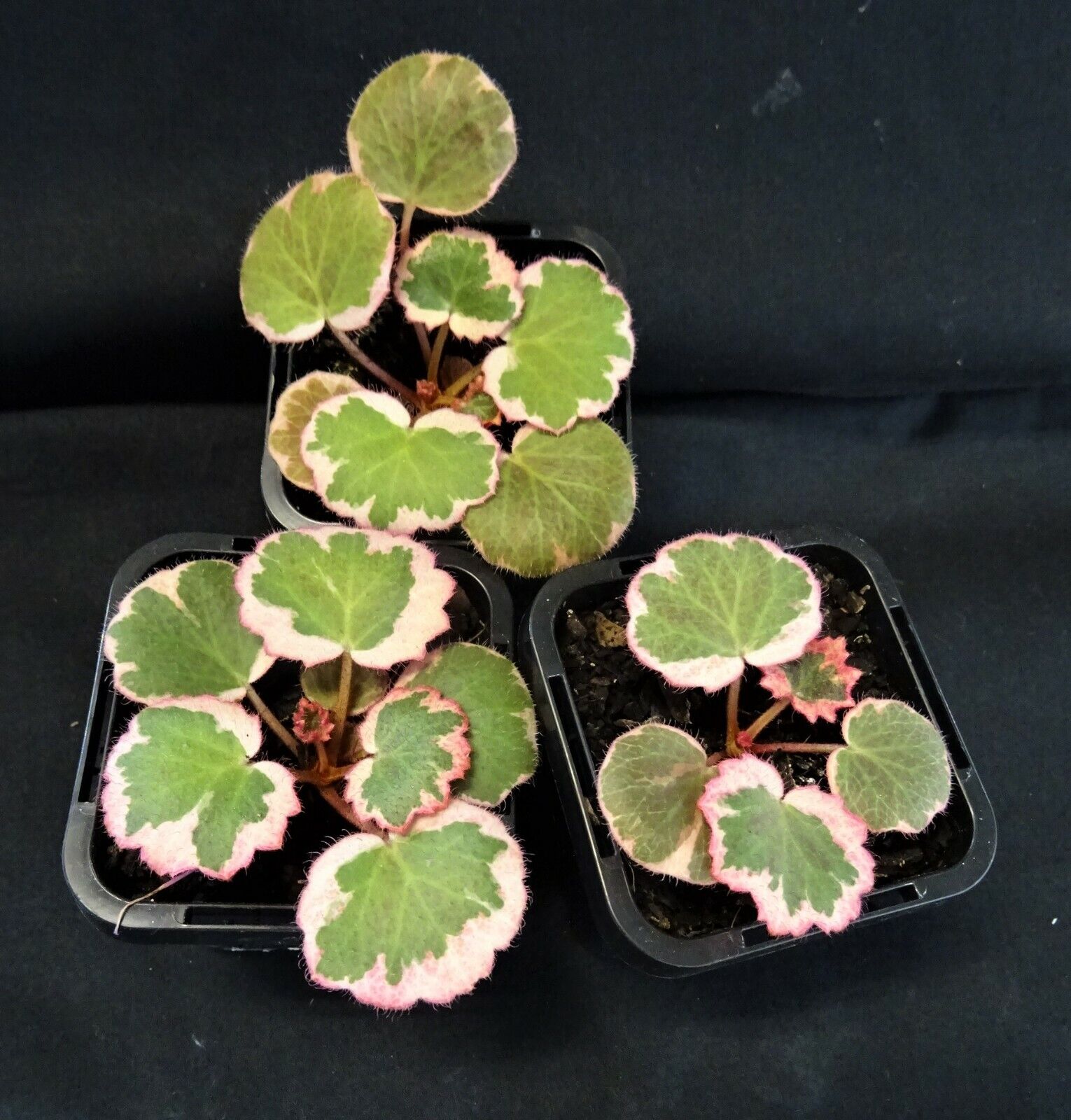 Saxifraga stolonifera 'Strawberry Begonia Variegata' - The Variegated Mother of Thousands (Not for WA)