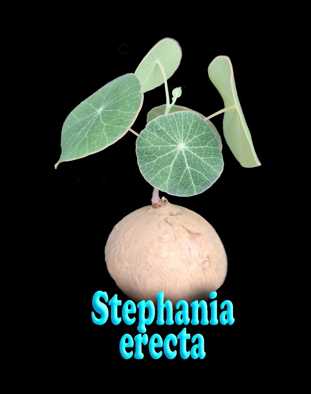 Stephania erecta 150 mm bagged  video   c1