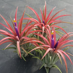 Tillandsia ionantha x 25