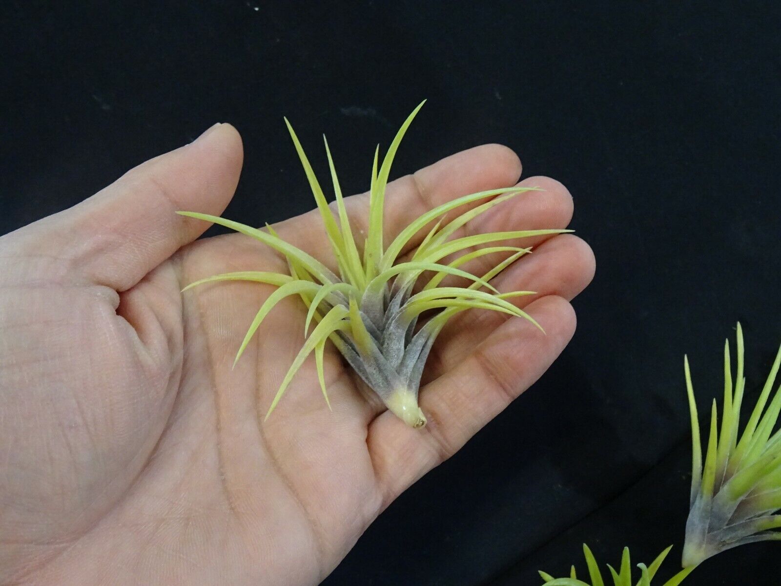 Tillandsia neglecta