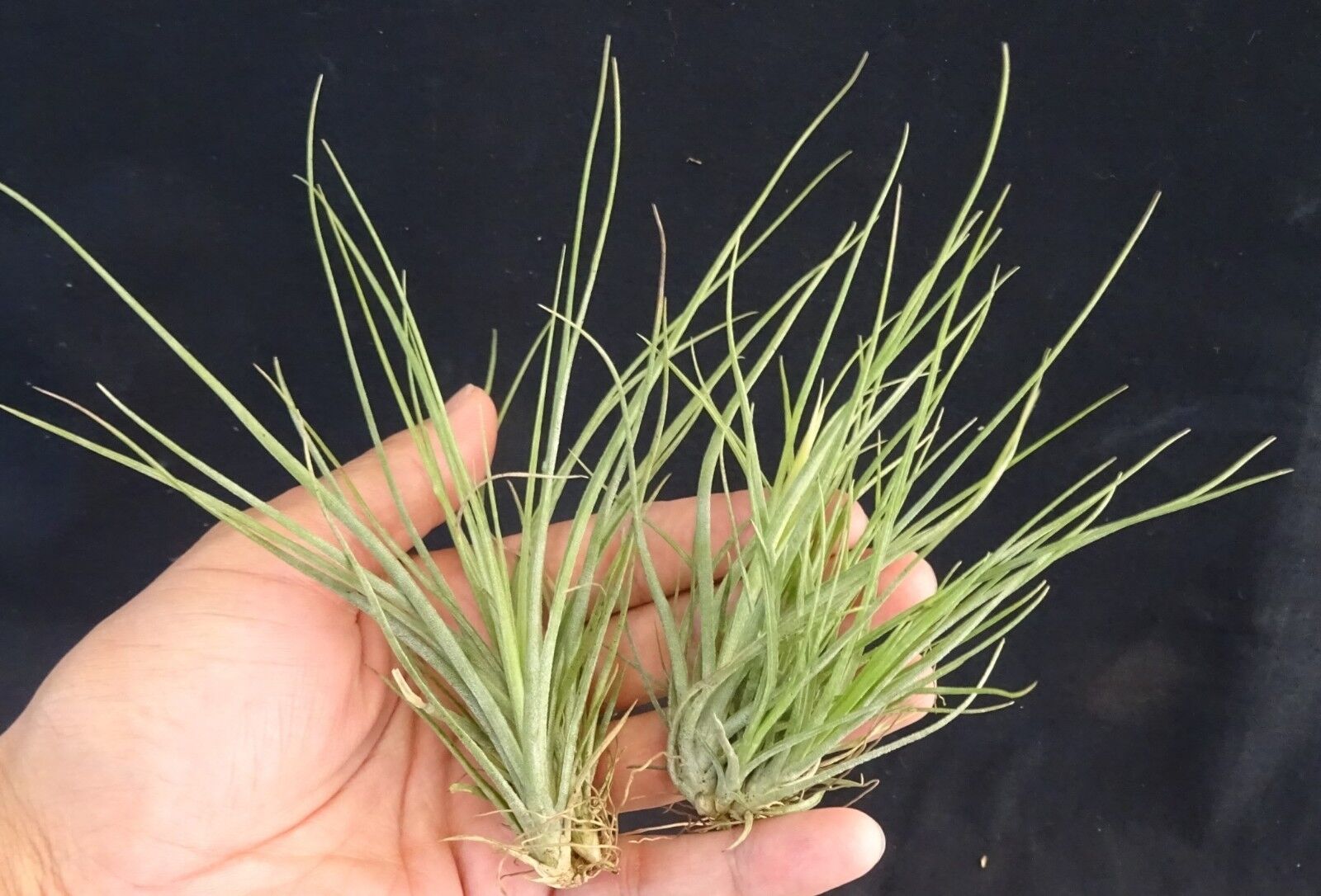 Tillandsia flavoviolacea 'Moonlight'