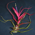 Tillandsia bulbosa