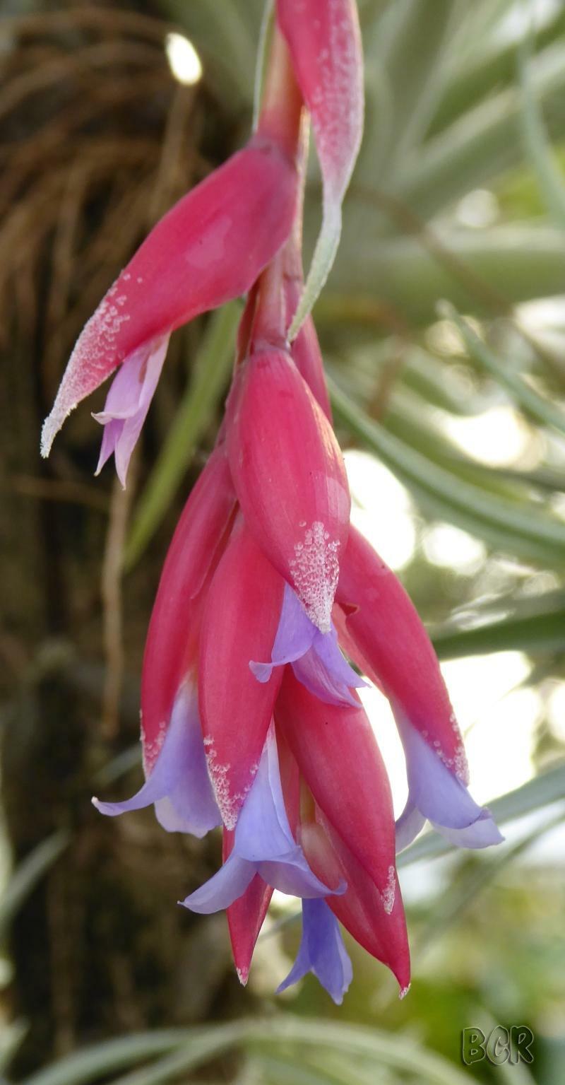 Tillandsia leonamiana 'Leon' - The Fuzzy Air Plant