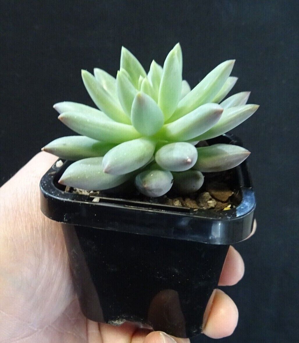 Pachyveria 'Angels Finger'