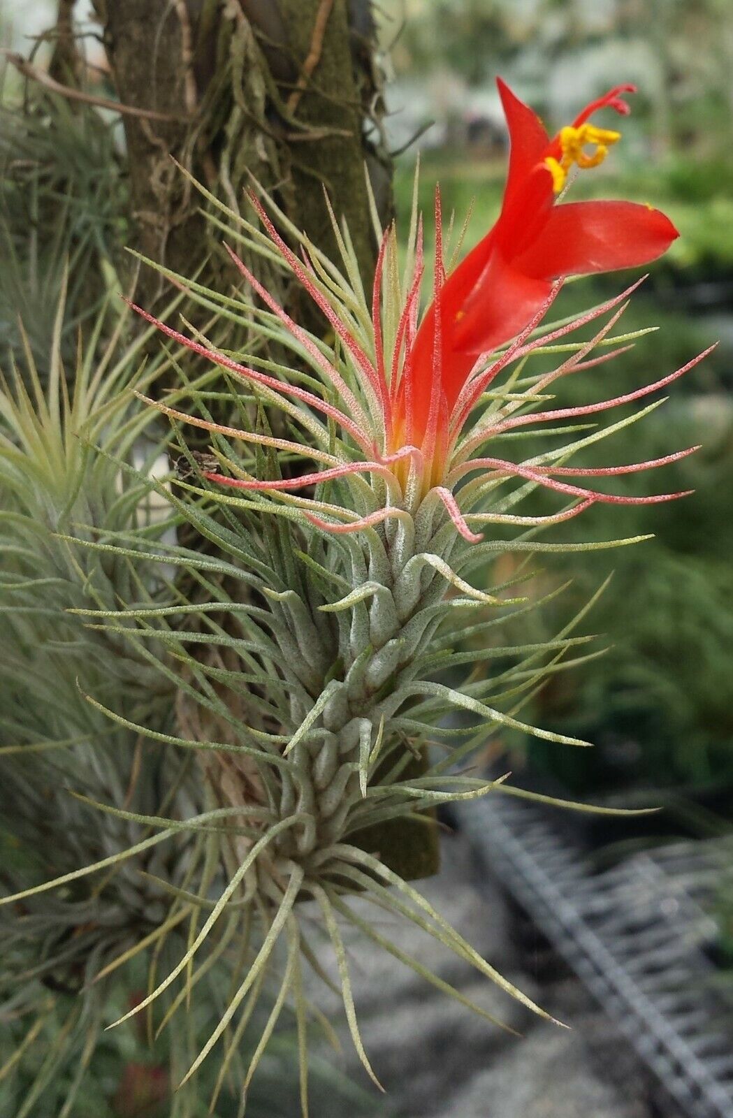 Tillandsia funckiana x 10