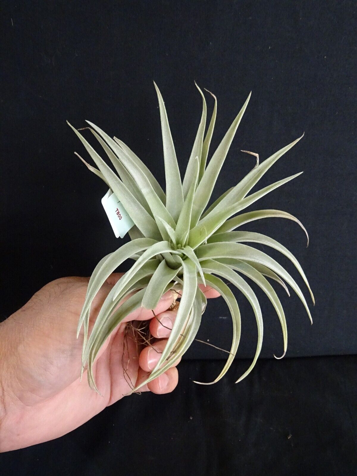 Tillandsia harrisii