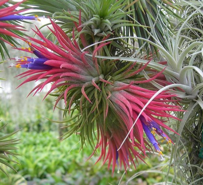 Tillandsia ionantha - The Blushing Air Plant