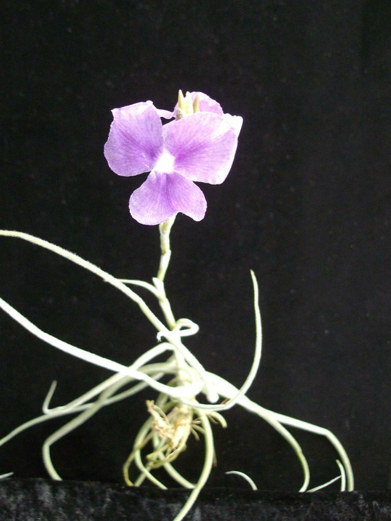 Tillandsia streptocarpa