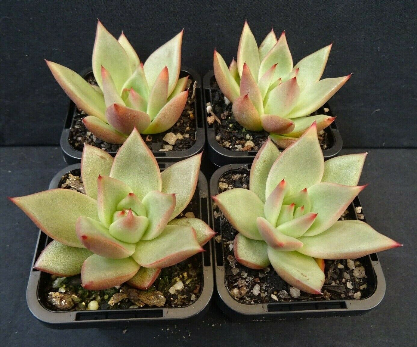 Echeveria agavoides 'Sirius'