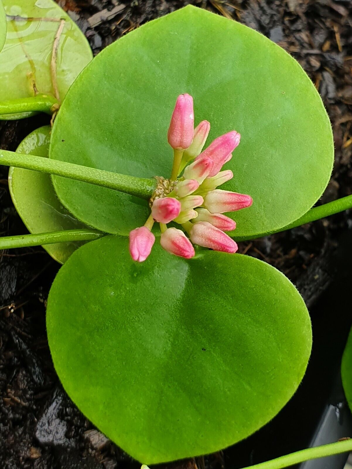 Dischidia vidalii x sp Camiguin Island 80mm Pot (NOT for WA)