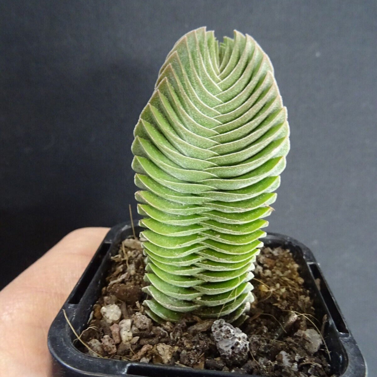 buddha's temple succulent australia Crassula Buddha's Temple – Collectors Online