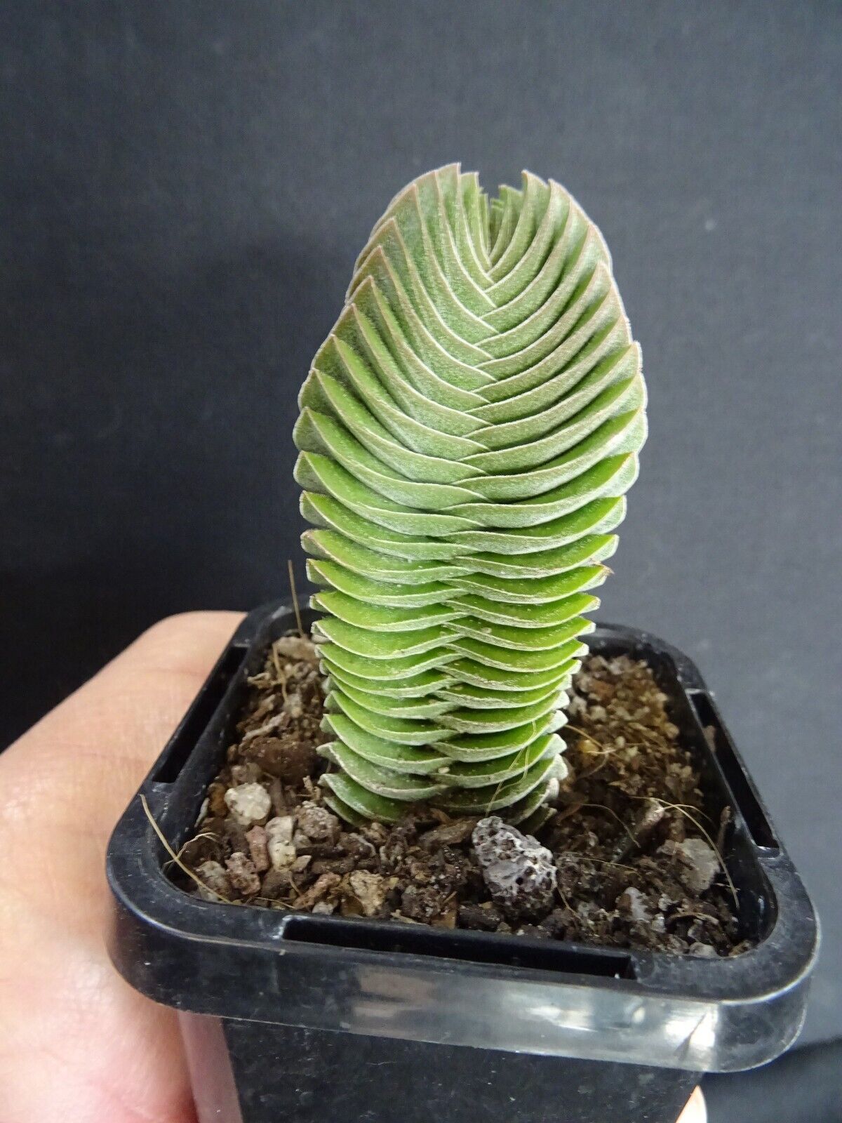 Crassula Buddha's Temple (NOT FOR WA)