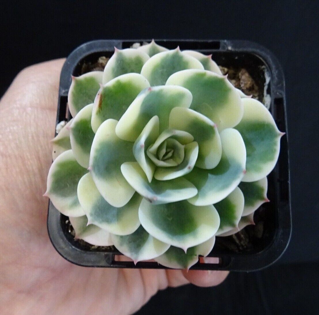 Echeveria 'Compton Carousel'