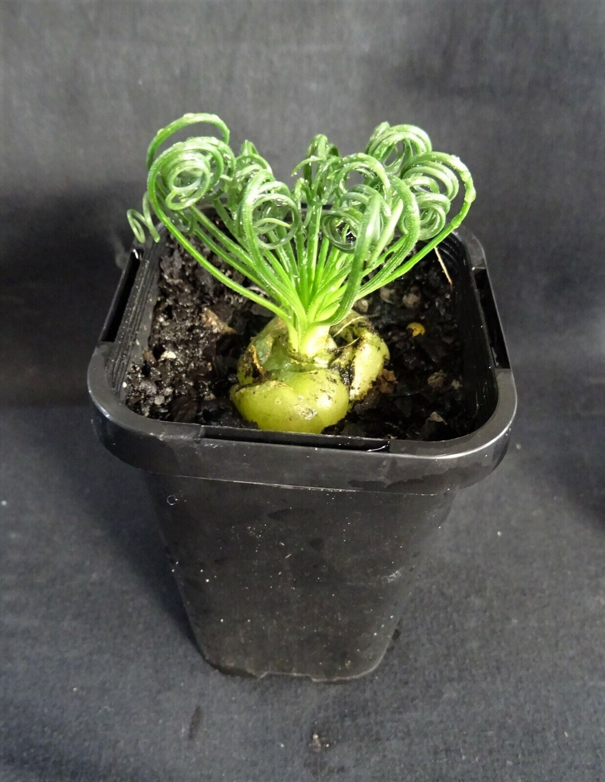 Albuca spiralis 'Frizzle Sizzle'