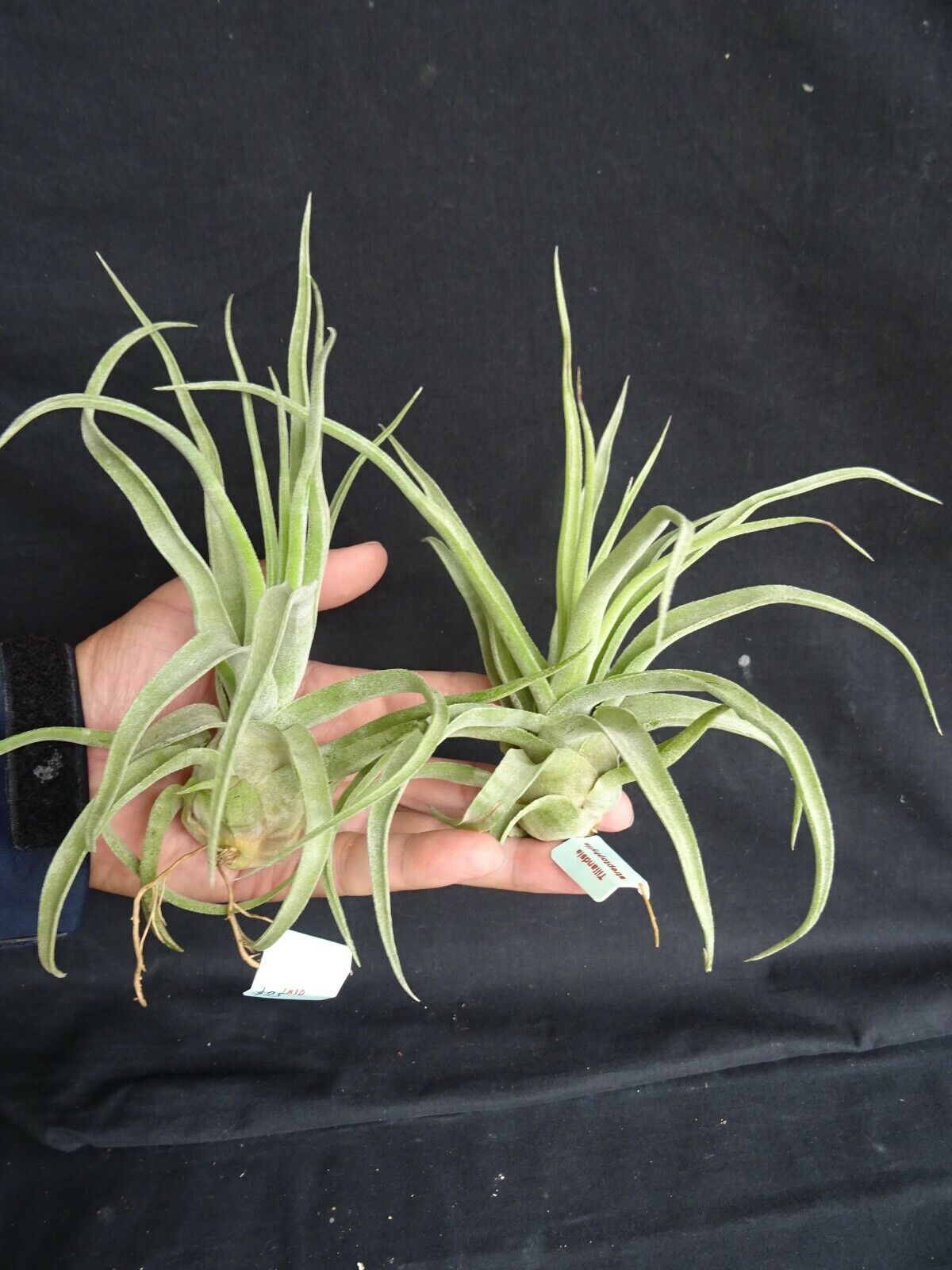 Tillandsia streptophylla