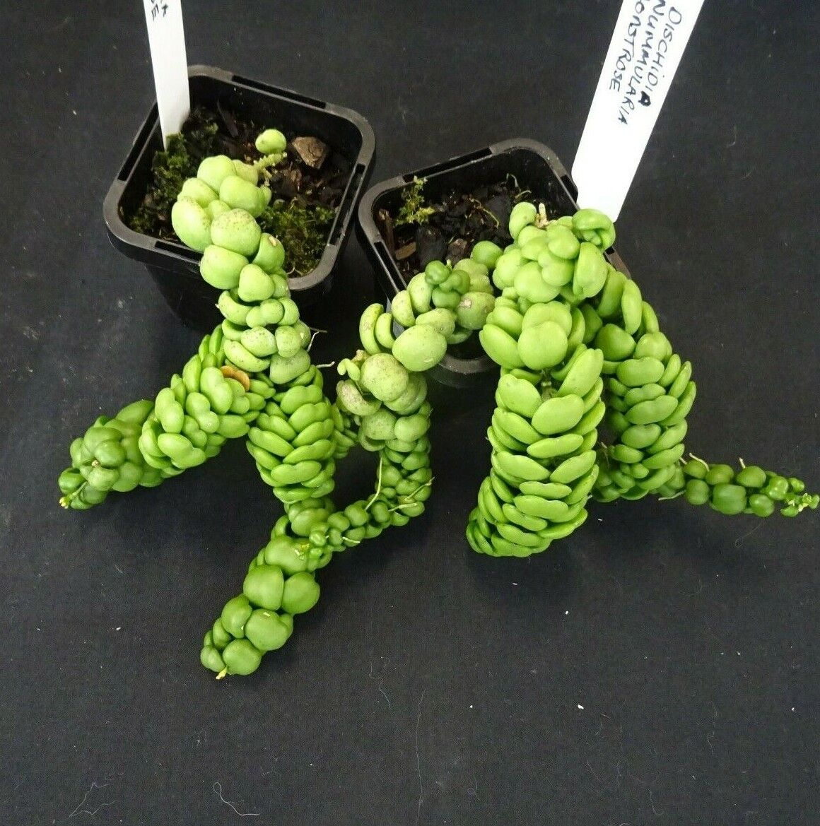 Dischidia nummularia Dragon Jade (medium)