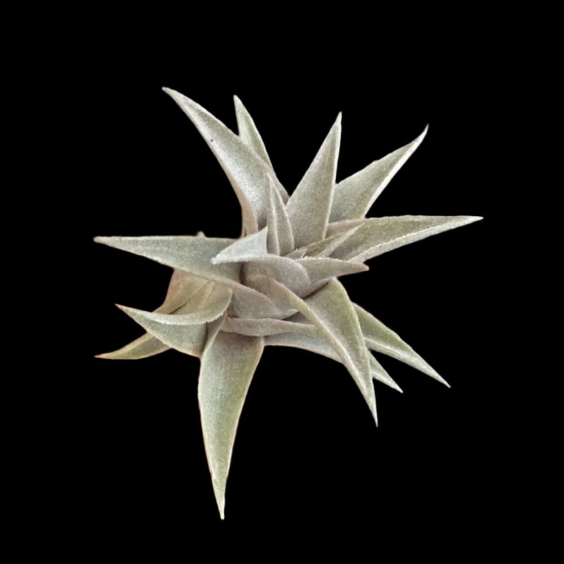 Tillandsia edithae