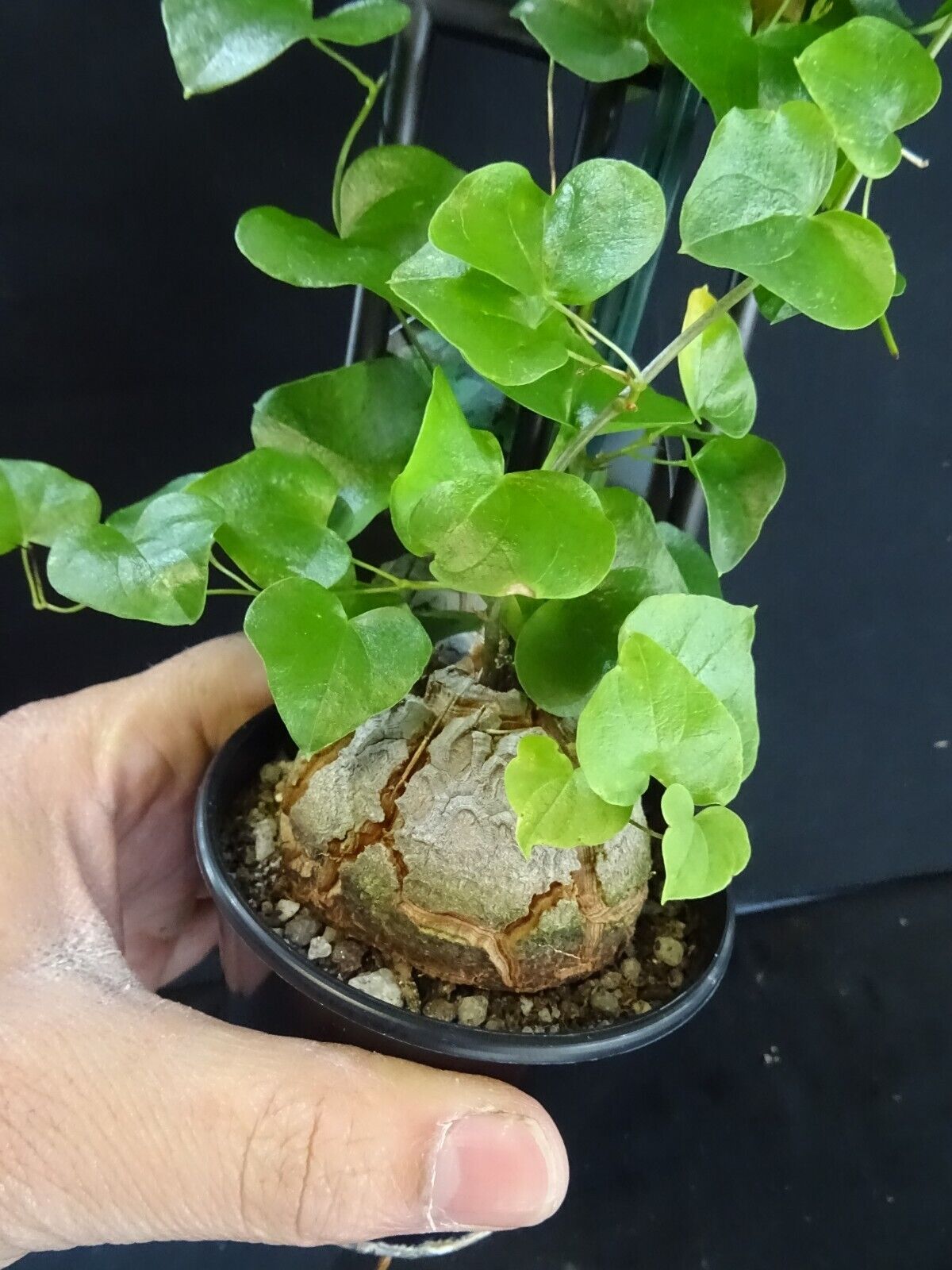 Dioscorea elephantipes 'The Elephant's Foot' 80mm pot