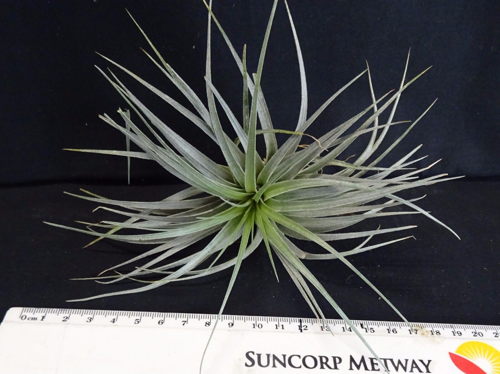 Tillandsia Houston (10 Plants): Vibrant Air Plant Collection