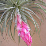 Tillandsia Cotton Candy x 10