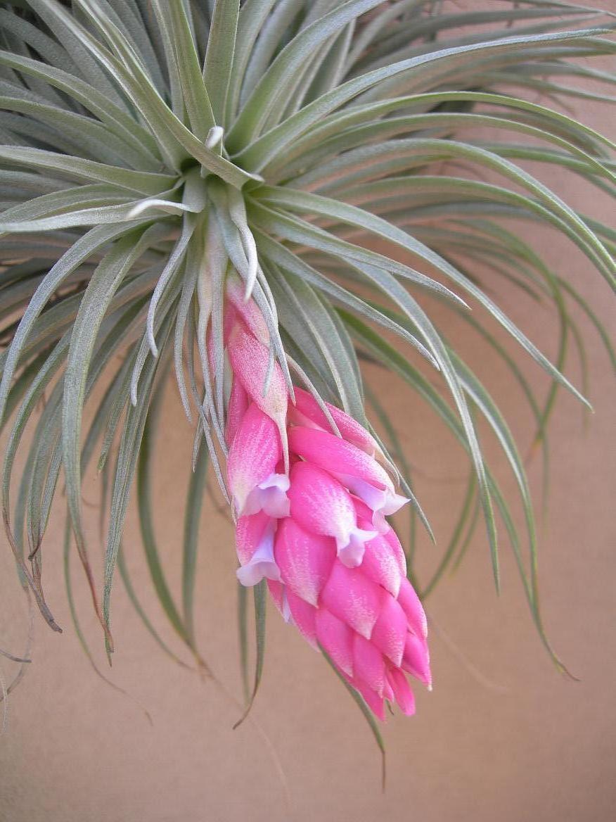 Tillandsia Cotton Candy x 10