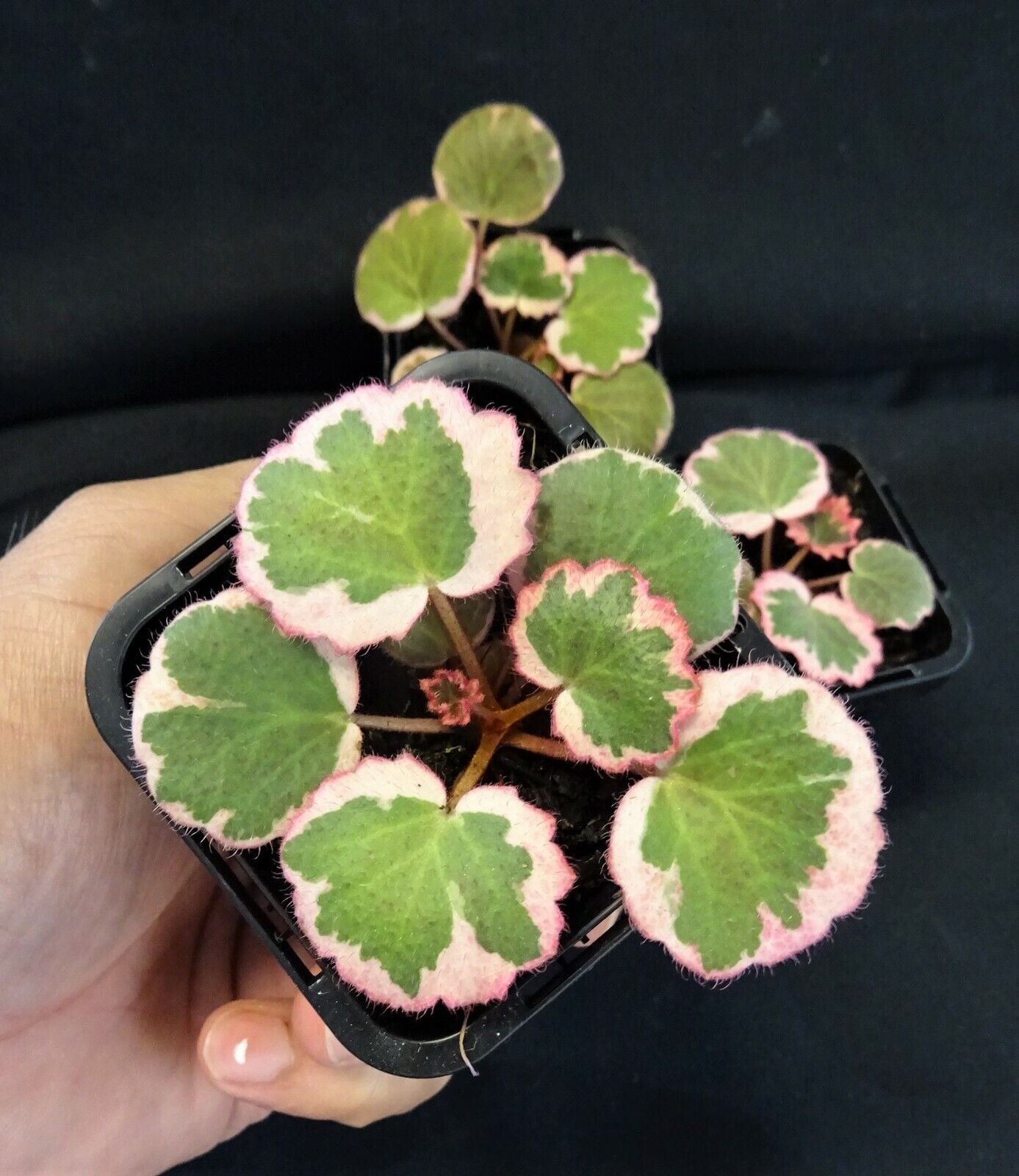 Saxifraga stolonifera 'Strawberry Begonia Variegata' - The Variegated Mother of Thousands (Not for WA)