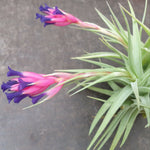 Tillandsia aeranthos - The Pink Quill Air Plant