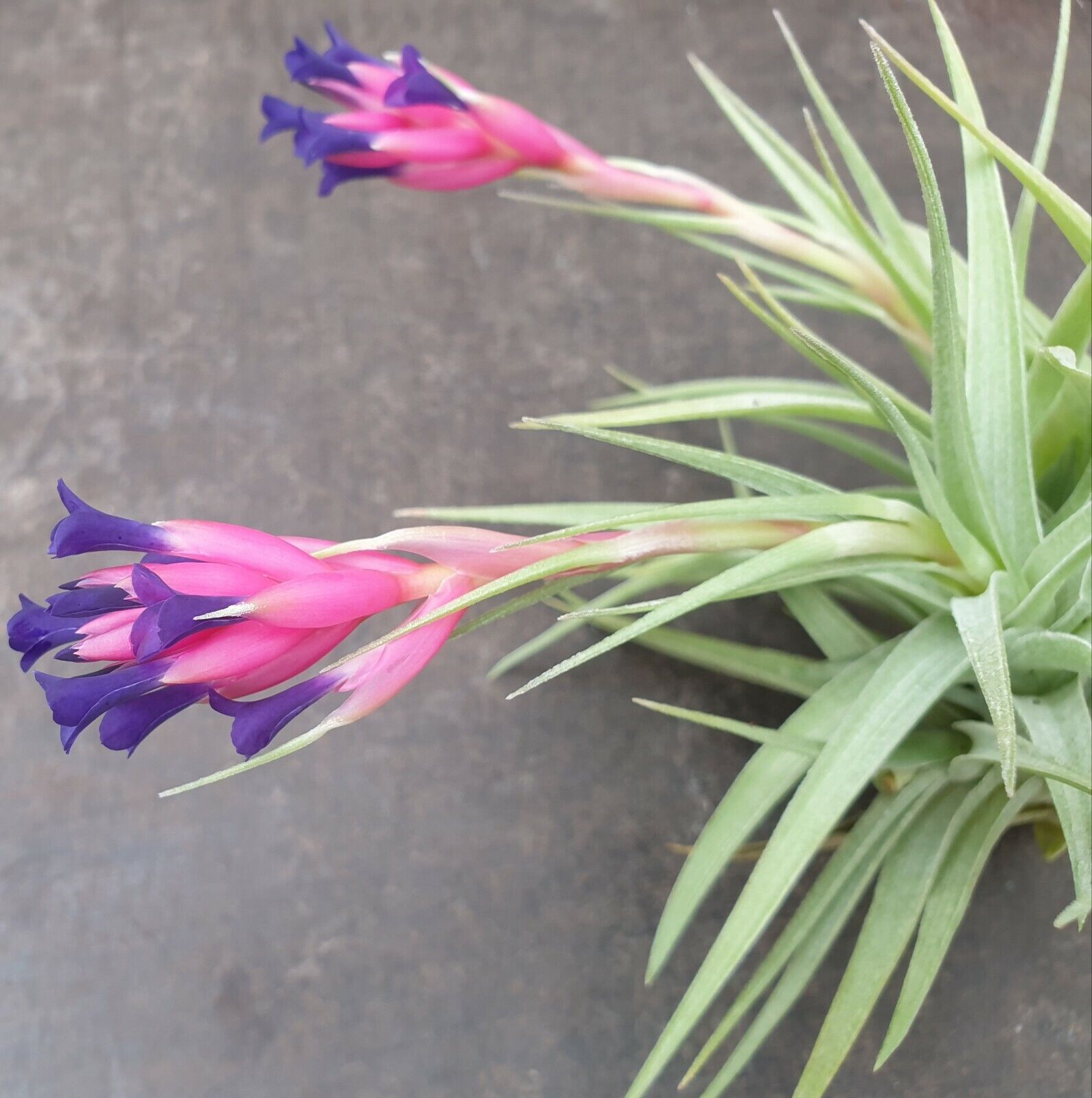 Tillandsia aeranthos