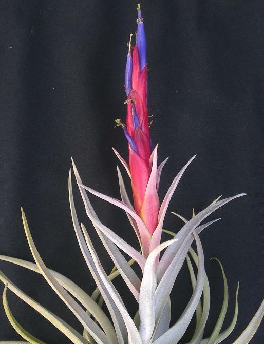 Tillandsia harrisii