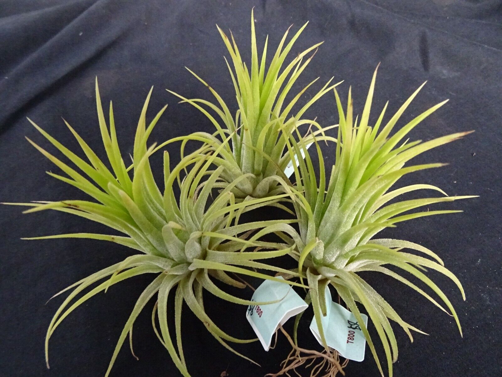 Tillandsia ionantha 'Druid' Albino Form