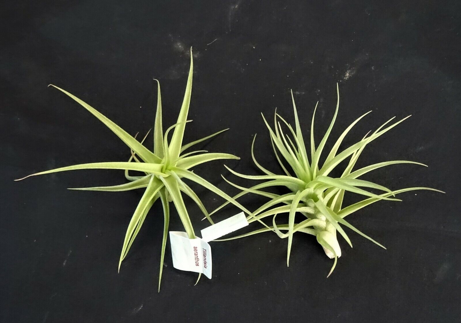 Tillandsia aeranthos