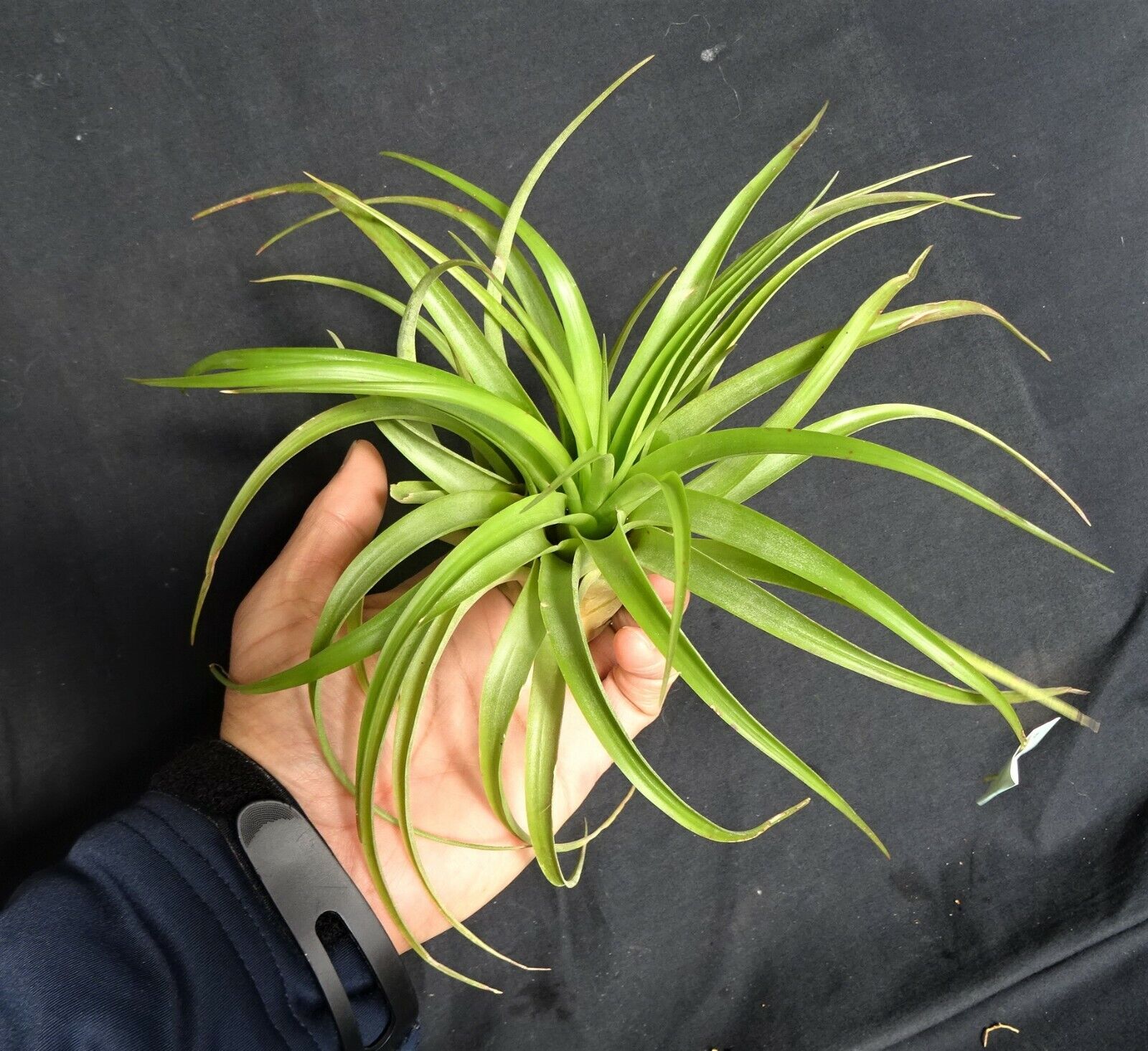 Tillandsia brachycaulos