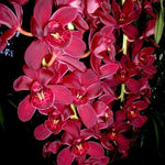 Cymbidium Collection Cascading Assorted x 10