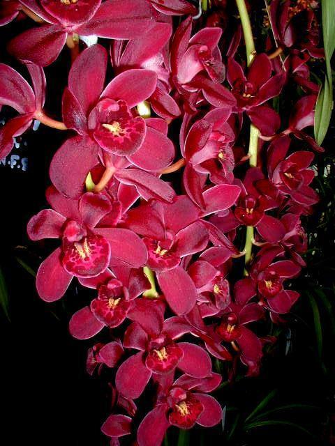 Cymbidium Collection Cascading Assorted x 10