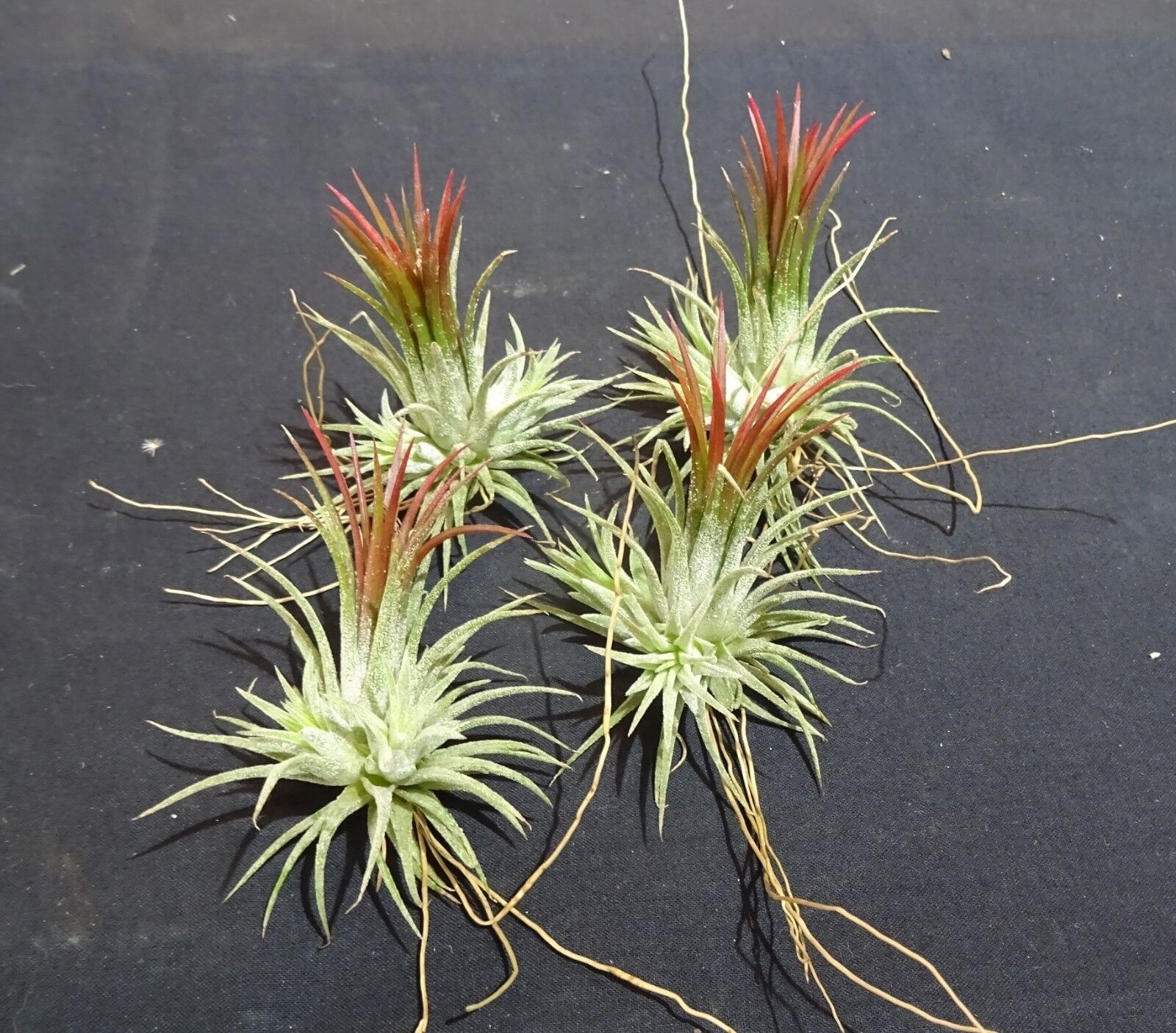 Tillandsia ionantha 'Fuego'