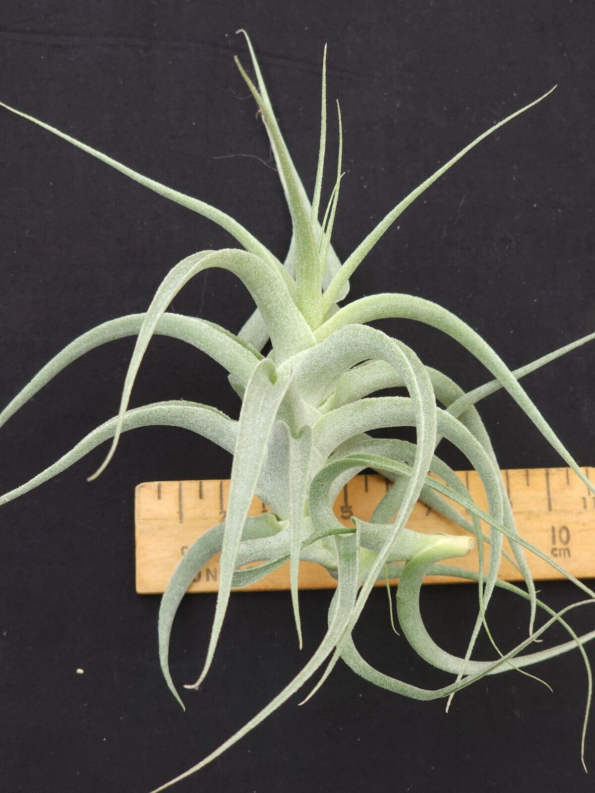 Tillandsia cacticola 'Splendide'