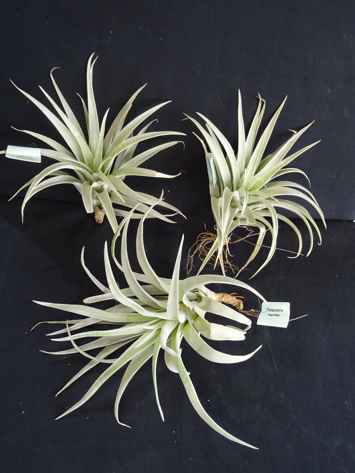 Tillandsia harrisii