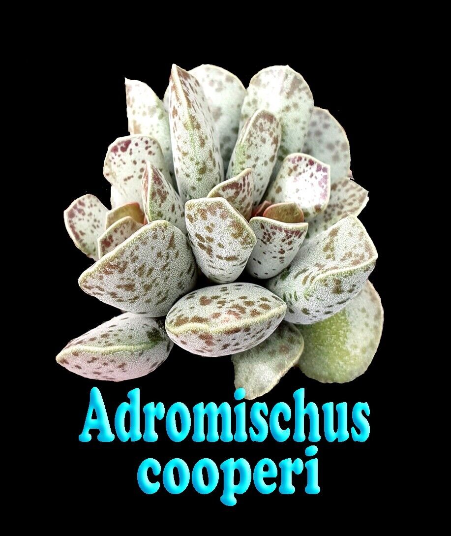 Adromischus cooperi