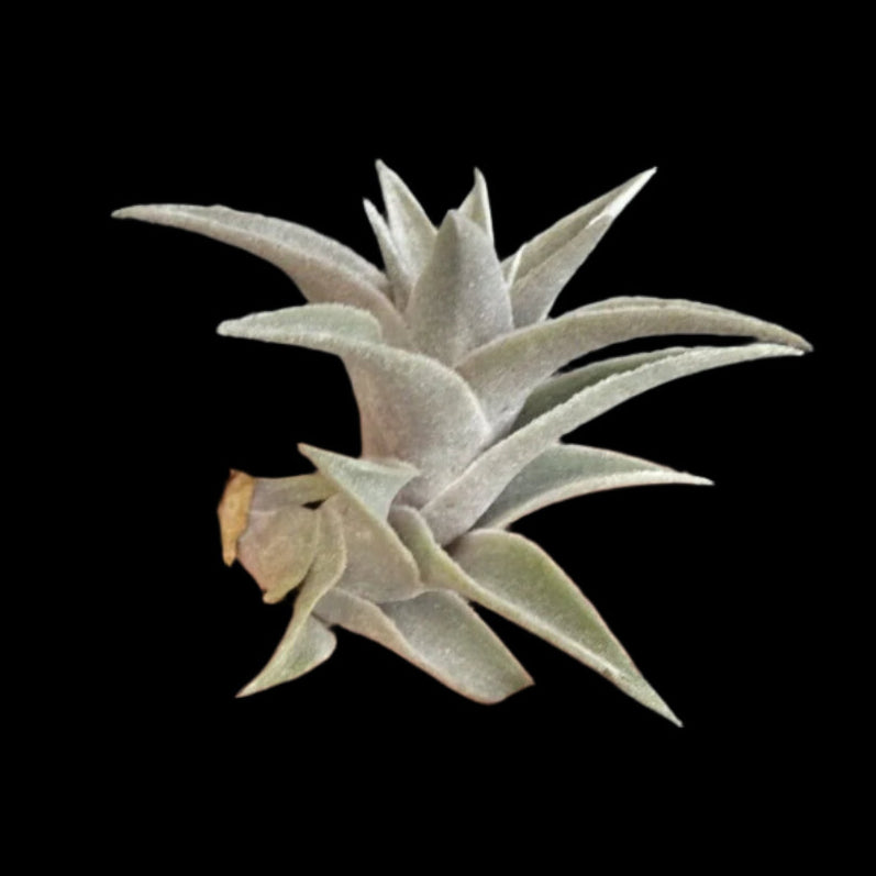 Tillandsia edithae