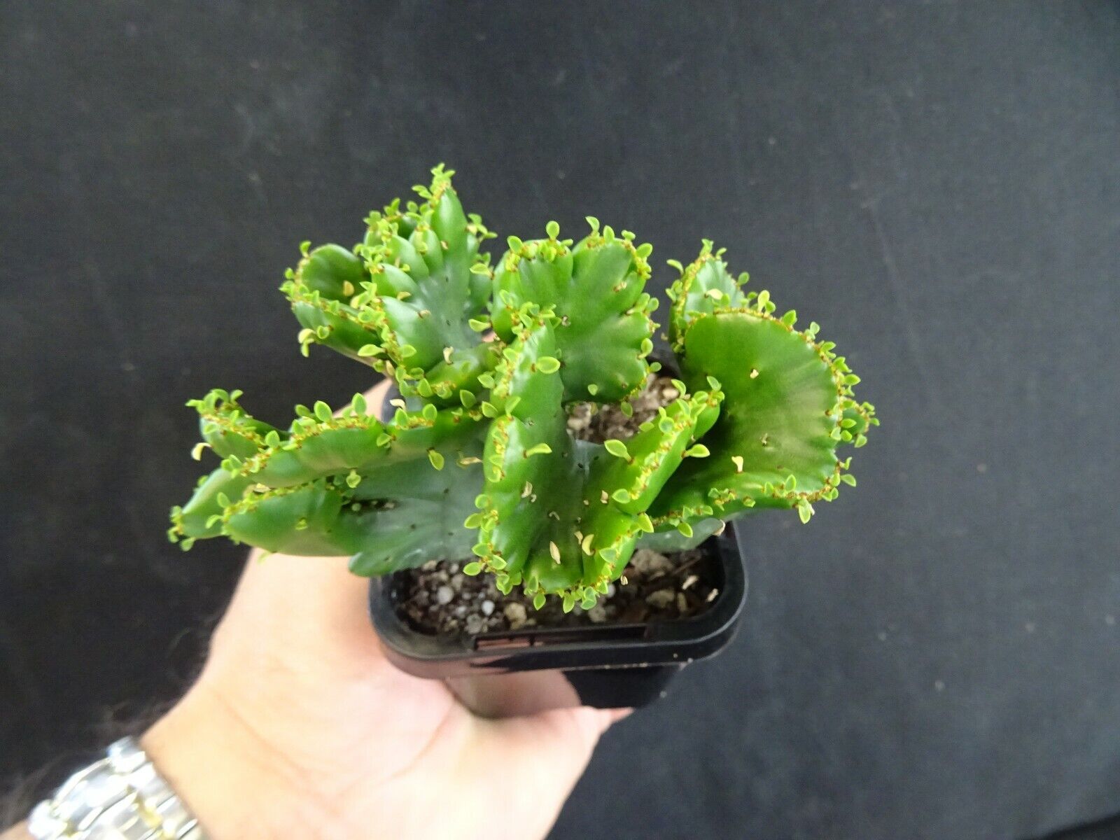 Euphorbia alluaudii cristata (NOT FOR WA)