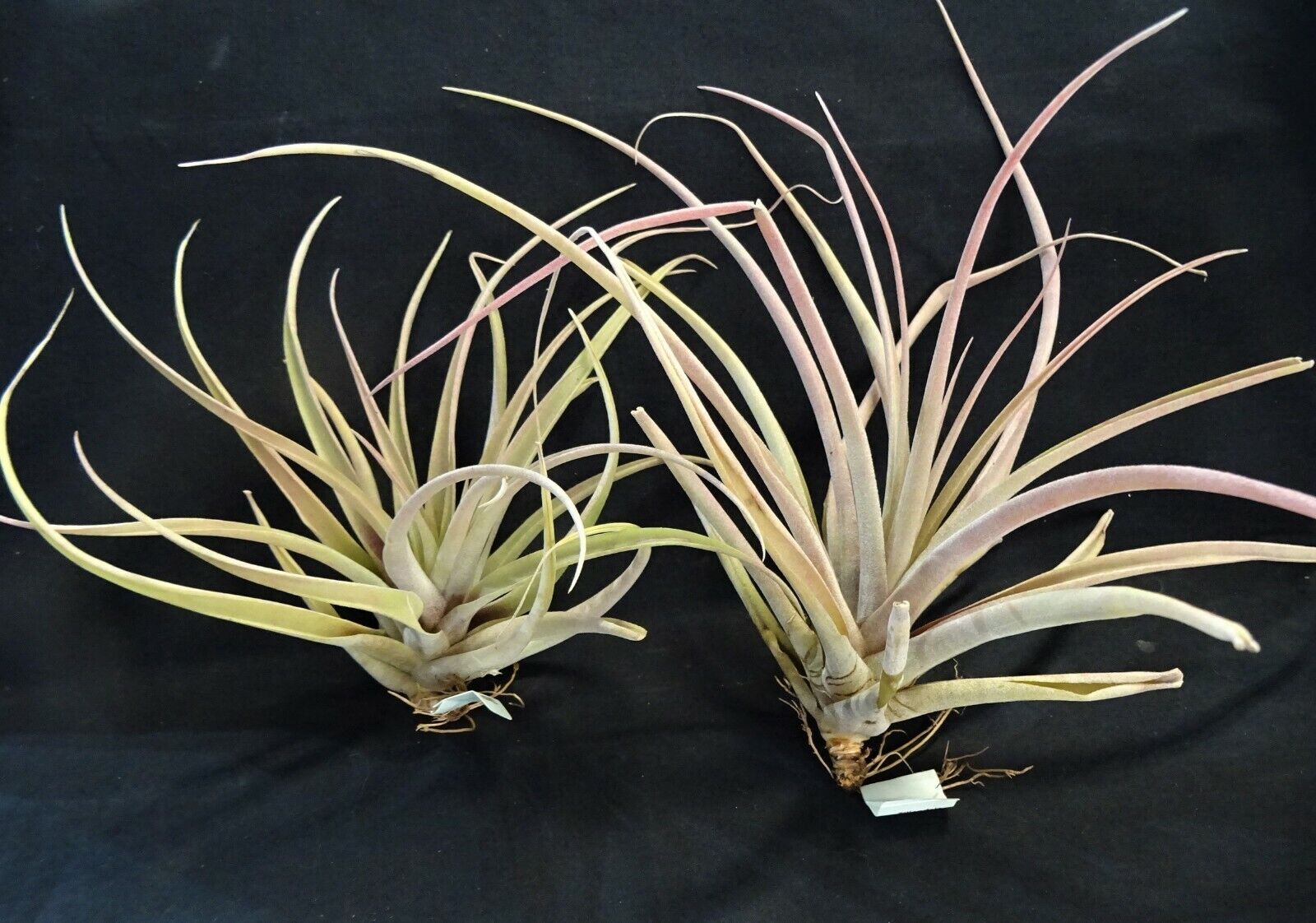 Tillandsia riohondoensis