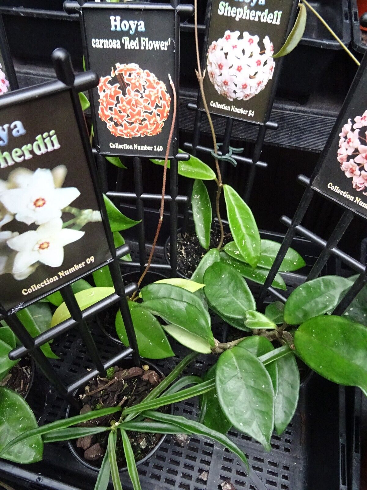 Hoya Collection (10 Plants): Diverse Foliage & Flowers