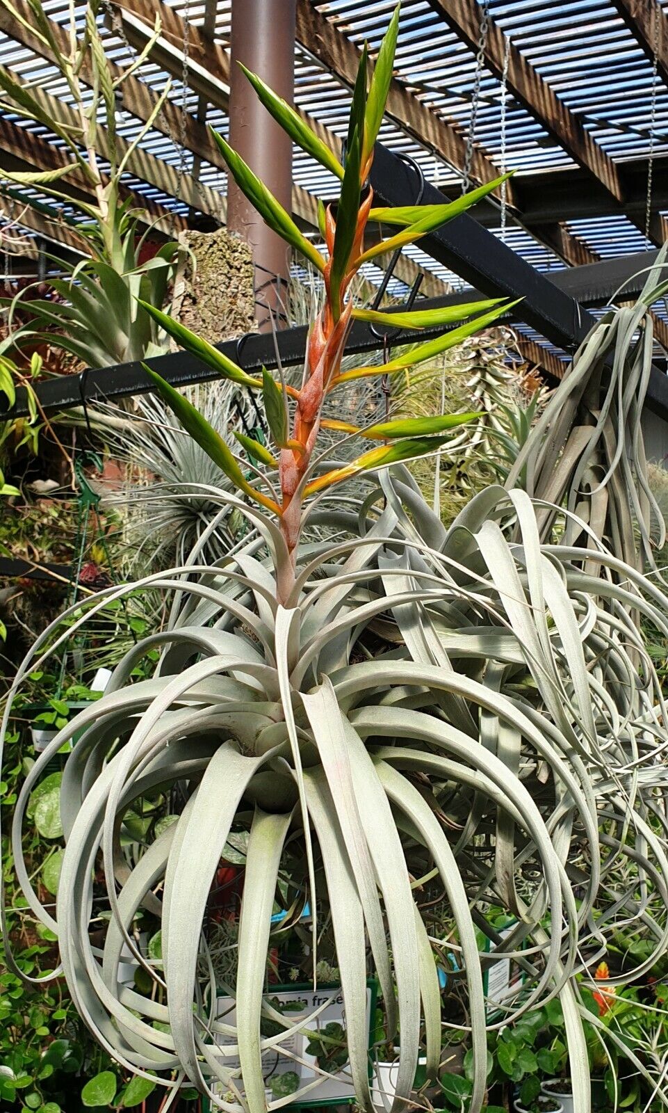 Tillandsia xerographica