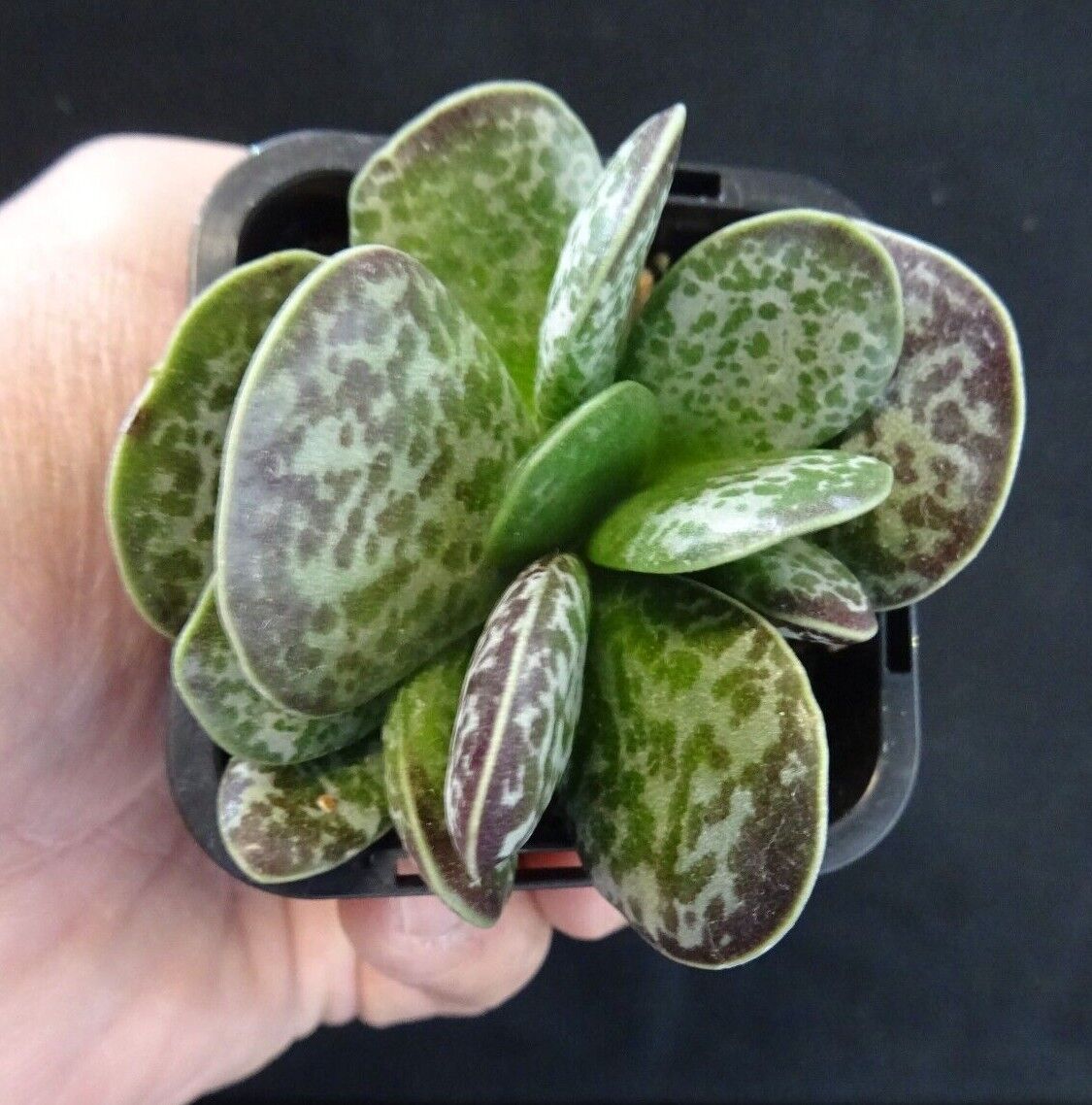 Adromischus maculatus