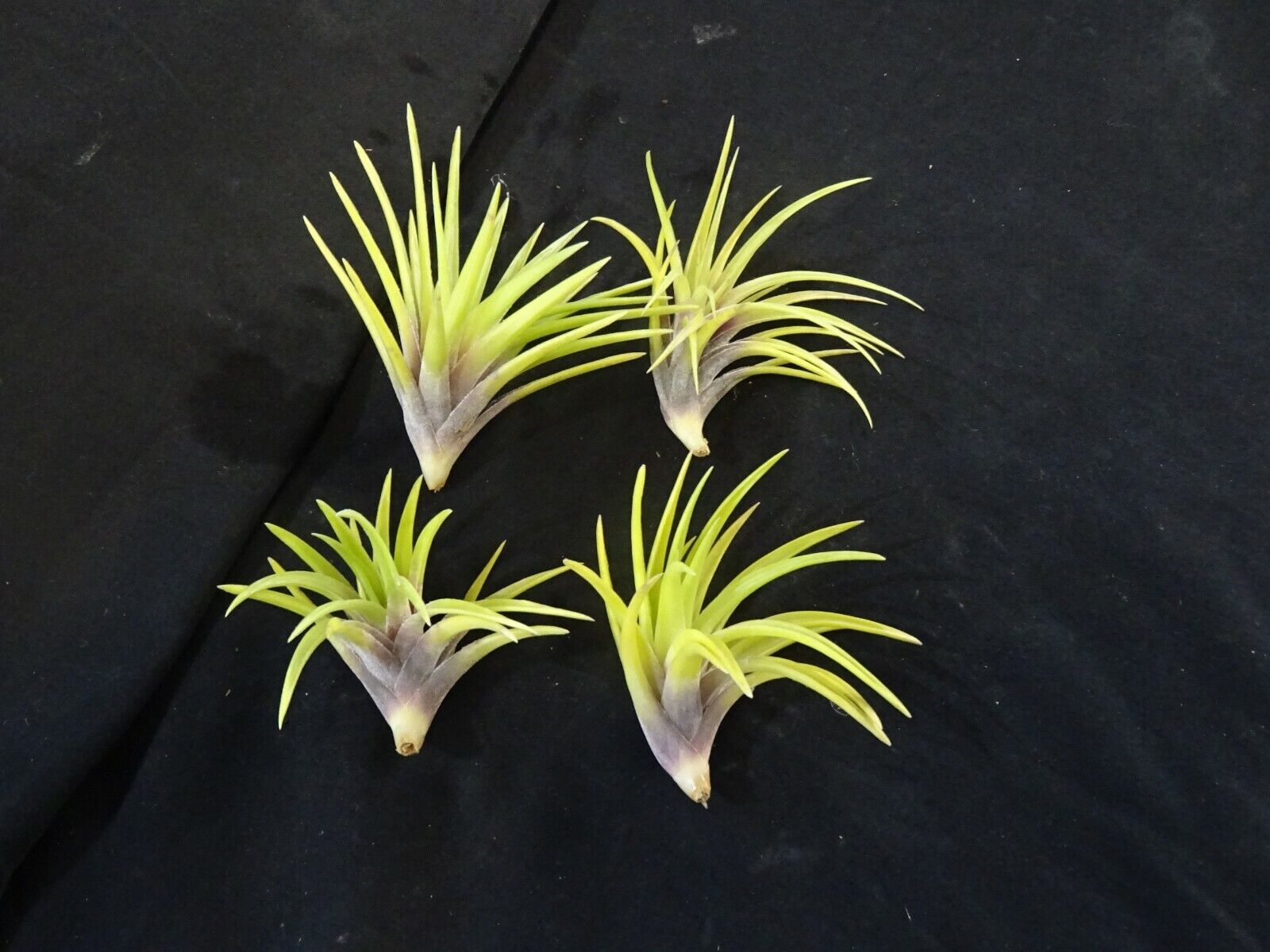 Tillandsia neglecta