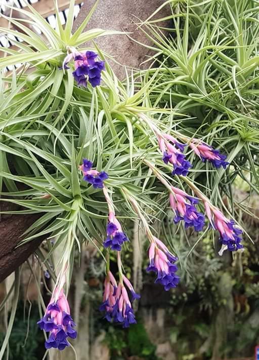 Tillandsia aeranthos - The Pink Quill Air Plant