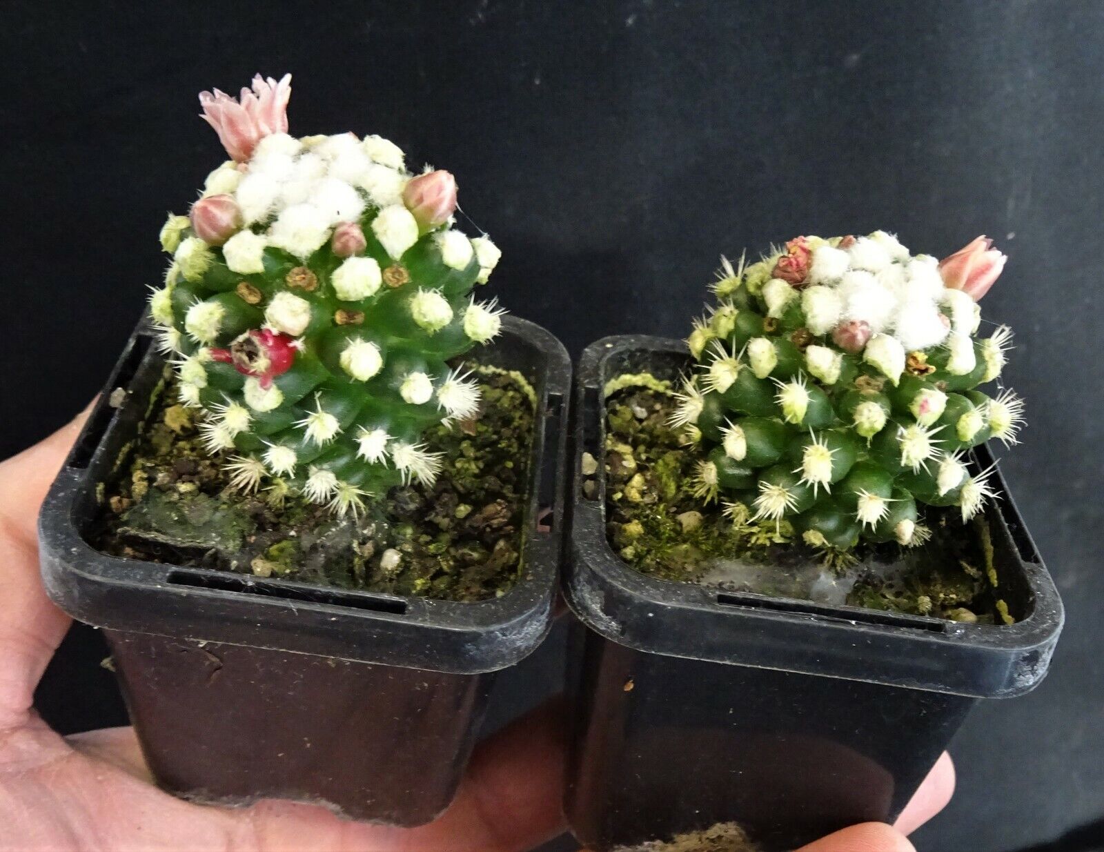 Mammillaria vetula cv 'Oruga'