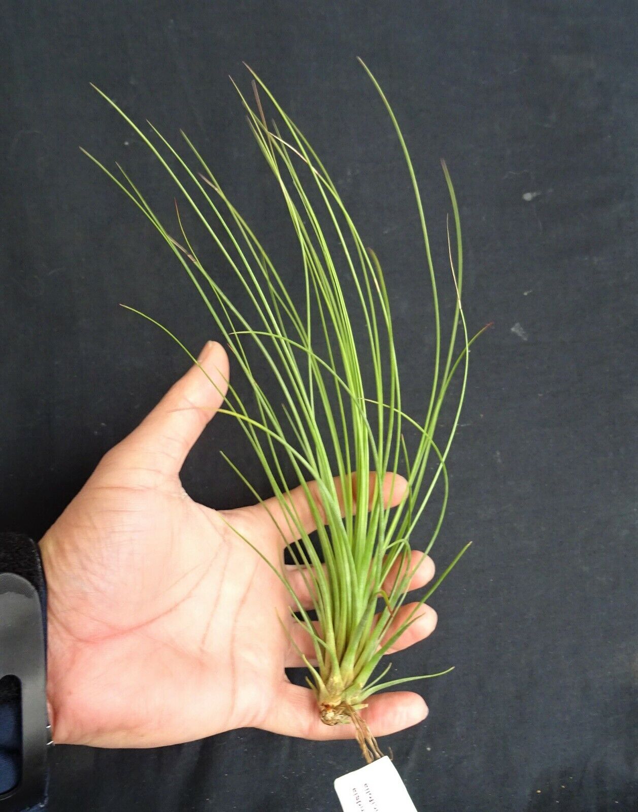 Tillandsia juncea 'Juncifolia'