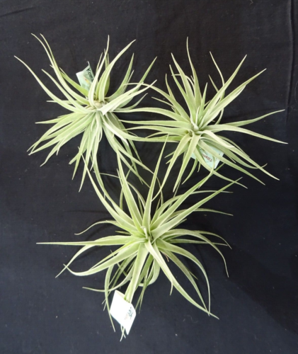 Tillandsia kammii