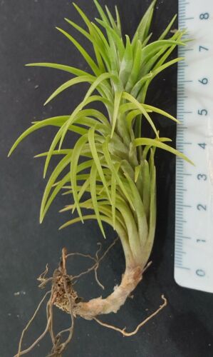 Tillandsia araujei